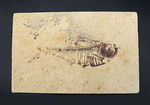 １３センチ超えの大きなサイズ！魚拓のように整然とした古代魚ディプロミスタス（Diplomystus dentatus）の化石