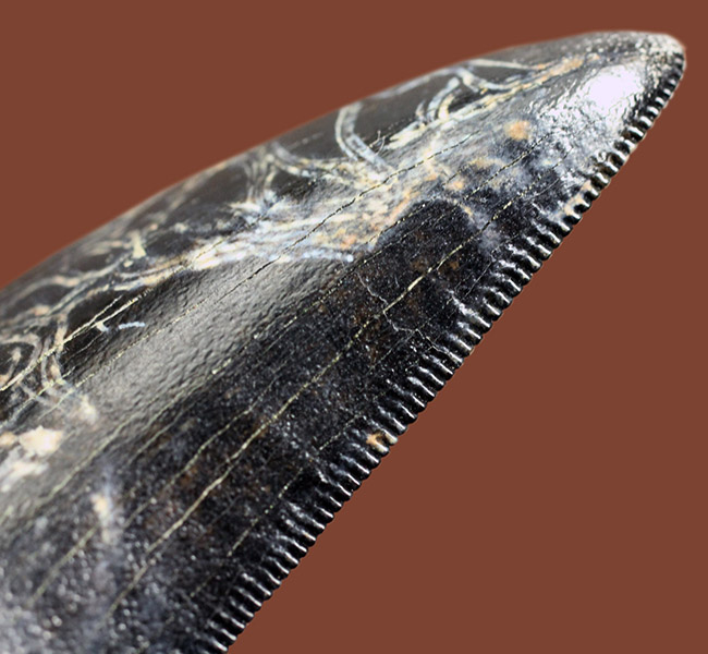 希少性マックス！ティラノサウルス科の雄、ダスプレトサウルス・トロススの歯化石（カナダアルバータ州オールドマン累層産）（その11）