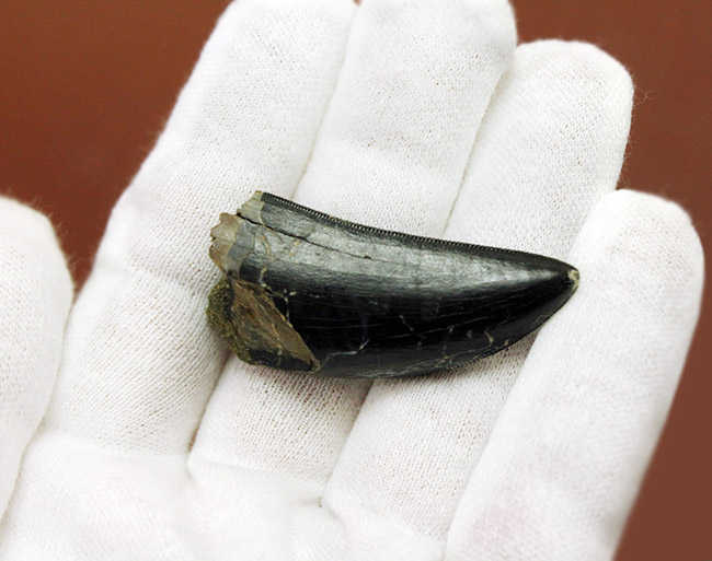 希少性マックス！ティラノサウルス科の雄、ダスプレトサウルス