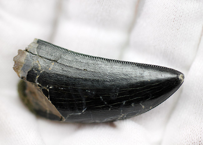 希少性マックス！ティラノサウルス科の雄、ダスプレトサウルス