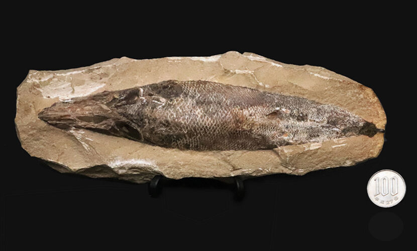 ブラジル・サンタナ層産ならではの立体保存！鱗の保存状態は圧巻、白亜紀の絶滅魚類ラコレピス（Rhacolepis）のノジュール化石（その10）