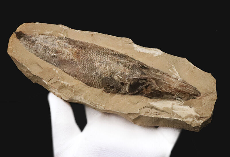 ブラジル・サンタナ層産ならではの立体保存！鱗の保存状態は圧巻、白亜紀の絶滅魚類ラコレピス（Rhacolepis）のノジュール化石（その2）