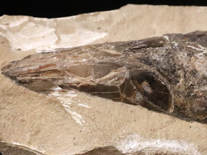 ブラジル・サンタナ層産ならではの立体保存！鱗の保存状態は圧巻、白亜紀の絶滅魚類ラコレピス（Rhacolepis）のノジュール化石（その3）