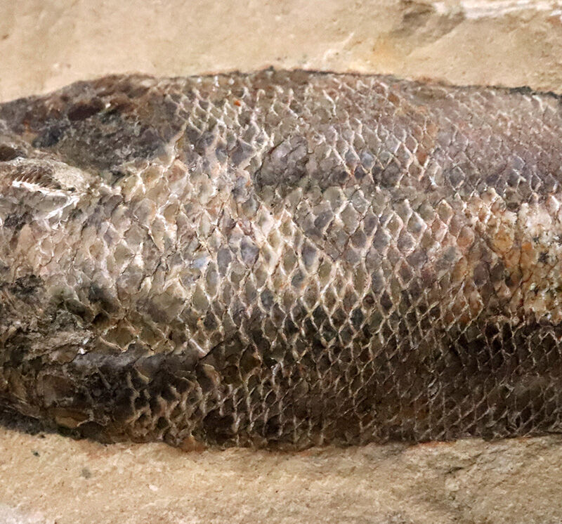 ブラジル・サンタナ層産ならではの立体保存！鱗の保存状態は圧巻、白亜紀の絶滅魚類ラコレピス（Rhacolepis）のノジュール化石（その4）