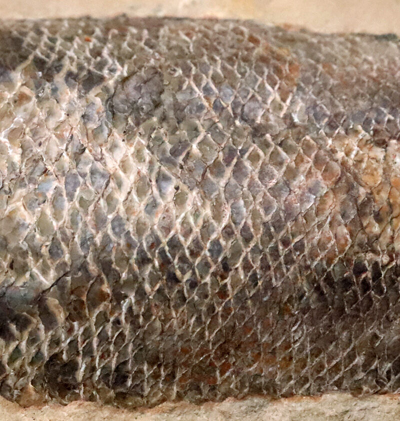 ブラジル・サンタナ層産ならではの立体保存！鱗の保存状態は圧巻、白亜紀の絶滅魚類ラコレピス（Rhacolepis）のノジュール化石（その5）