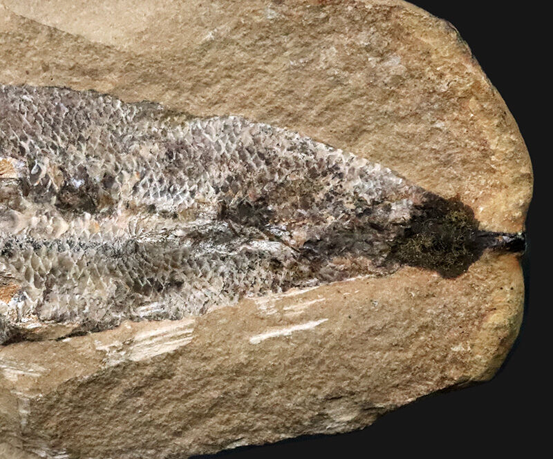 ブラジル・サンタナ層産ならではの立体保存！鱗の保存状態は圧巻、白亜紀の絶滅魚類ラコレピス（Rhacolepis）のノジュール化石（その6）