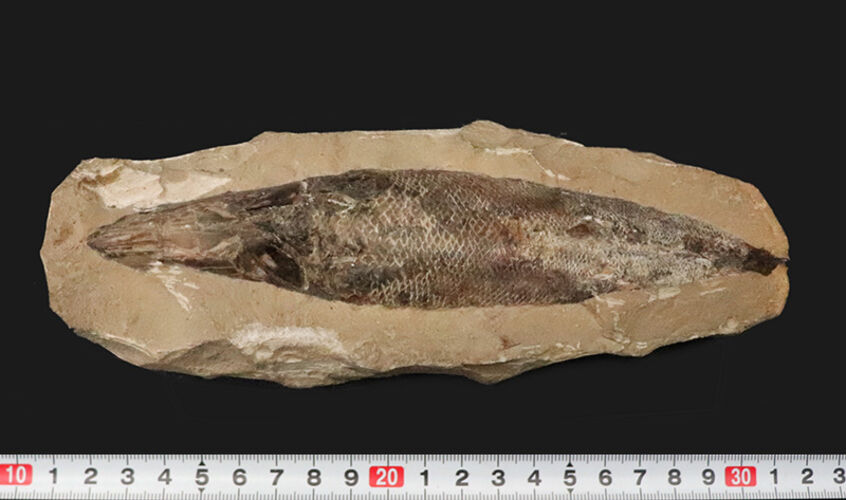 ブラジル・サンタナ層産ならではの立体保存！鱗の保存状態は圧巻、白亜紀の絶滅魚類ラコレピス（Rhacolepis）のノジュール化石（その9）