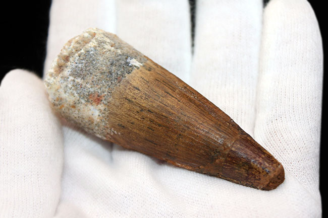 リーズナブルプライスでご紹介!太く美しいコレクショングレードのスピノサウルス(Spinosaurus)の歯化石(その3)