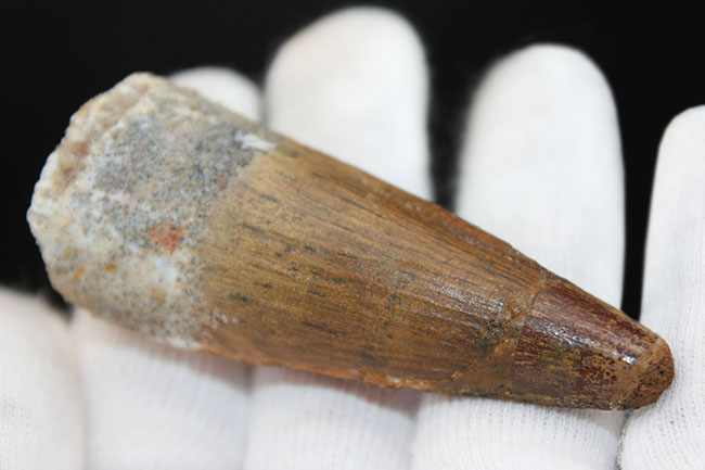 リーズナブルプライスでご紹介!太く美しいコレクショングレードのスピノサウルス(Spinosaurus)の歯化石(その5)