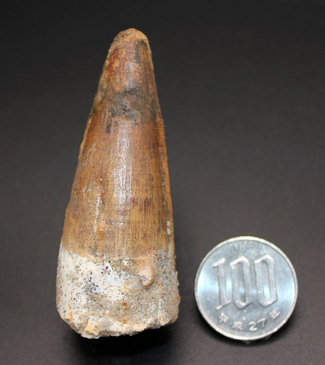 リーズナブルプライスでご紹介!太く美しいコレクショングレードのスピノサウルス(Spinosaurus)の歯化石(その7)