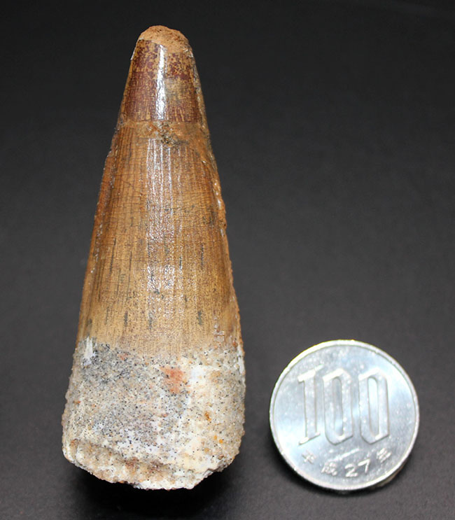 リーズナブルプライスでご紹介!太く美しいコレクショングレードのスピノサウルス(Spinosaurus)の歯化石(その8)