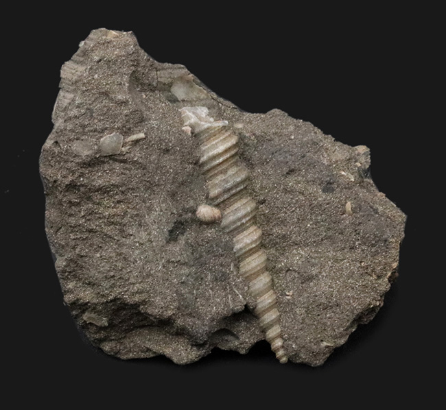 塔のように細長い形が特徴的！オーストリア産のツリテラ（Turritella）の化石（その1）