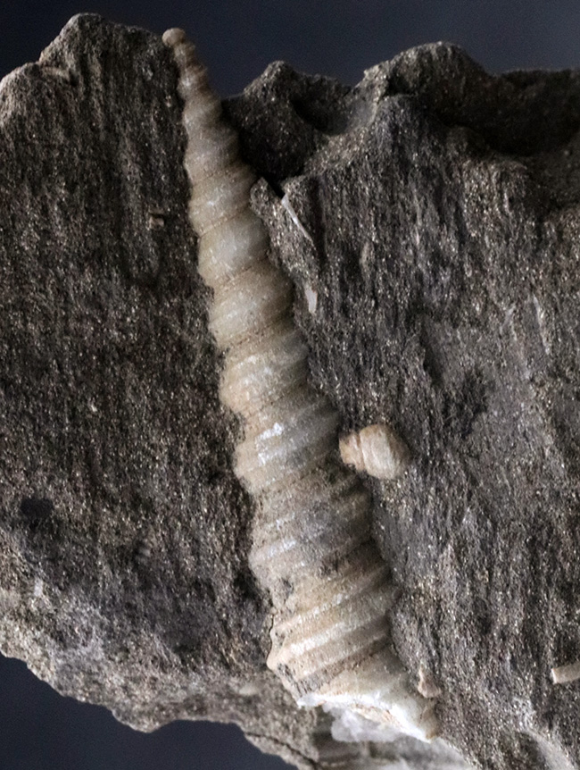 塔のように細長い形が特徴的！オーストリア産のツリテラ（Turritella）の化石（その2）