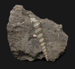 塔のように細長い形が特徴的！オーストリア産のツリテラ（Turritella）の化石