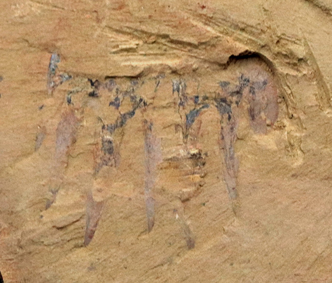 Anomalocaris kunmingensis sp. nov. from the Guanshan biota