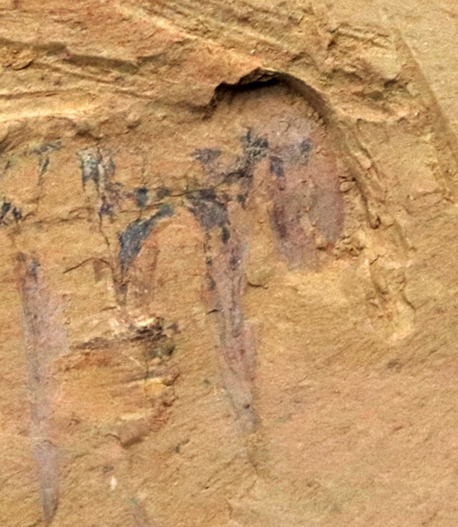 巨大なアノマロカリスの化石 美麗 関山動物群 本物保証 巨大なアノマロカリスの化石 美麗 関山動物群 本物保証 巨大な