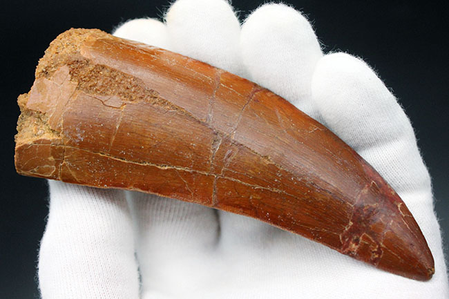 ナチュラルさ、美しさ、サイズと三拍子揃ったパーフェクトと断言できる