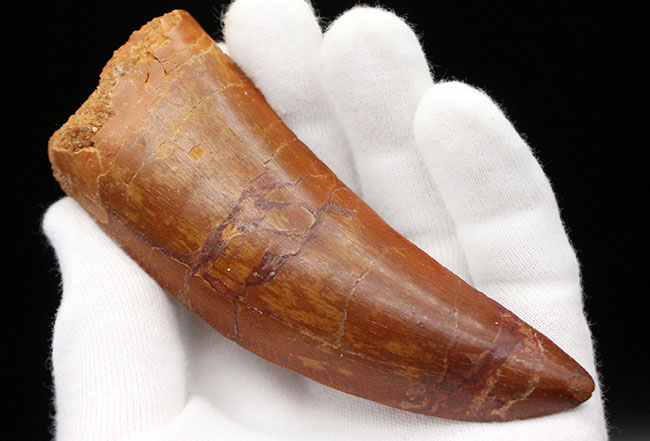 ナチュラルさ、美しさ、サイズと三拍子揃ったパーフェクトと断言できる