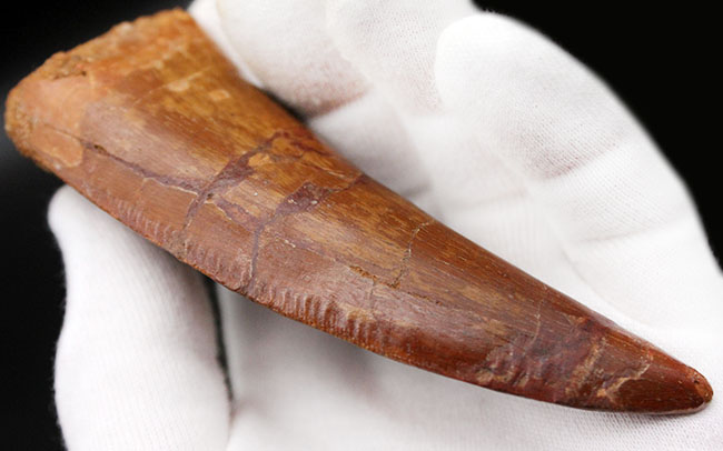 カルカドントサウルス　歯　化石 楽天市場】【送料無料】【カルカロドントサウルス/歯/化石/恐竜