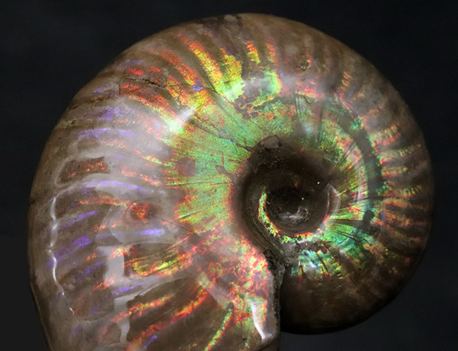 化石セブンクオリティ」の極上標本！鮮やかなグリーンとレッドが