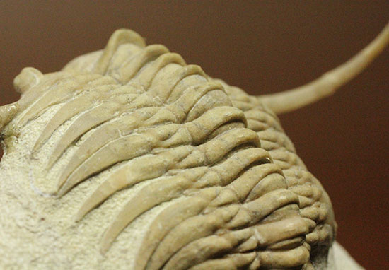 三葉虫界のスーパーモデル。ロシア産三葉虫の王様パラセラウルス(Paraceraurus )（その10）