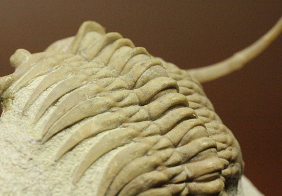三葉虫界のスーパーモデル。ロシア産三葉虫の王様パラセラウルス(Paraceraurus )(その10)