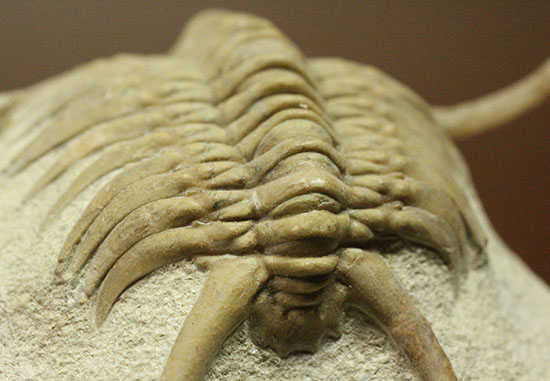 三葉虫界のスーパーモデル。ロシア産三葉虫の王様パラセラウルス(Paraceraurus )（その11）