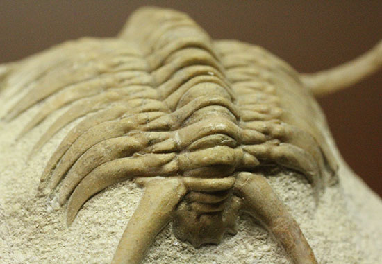 三葉虫界のスーパーモデル。ロシア産三葉虫の王様パラセラウルス(Paraceraurus )(その11)