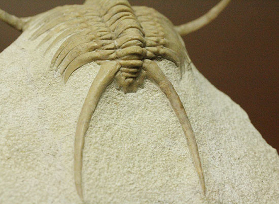 三葉虫界のスーパーモデル。ロシア産三葉虫の王様パラセラウルス(Paraceraurus )（その12）