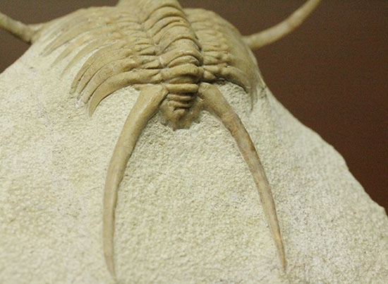 三葉虫界のスーパーモデル。ロシア産三葉虫の王様パラセラウルス(Paraceraurus )(その12)