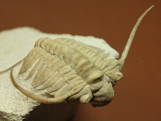三葉虫界のスーパーモデル。ロシア産三葉虫の王様パラセラウルス(Paraceraurus )（その13）