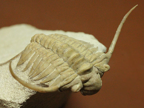 三葉虫界のスーパーモデル。ロシア産三葉虫の王様パラセラウルス(Paraceraurus )(その13)