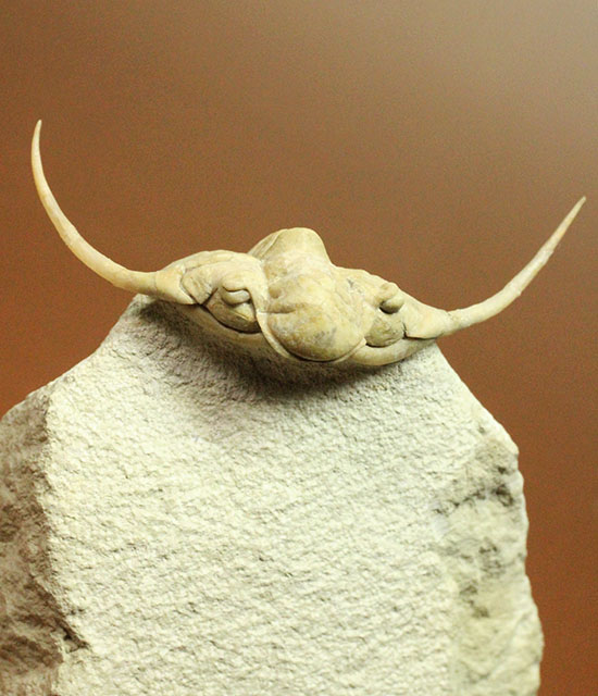 三葉虫界のスーパーモデル。ロシア産三葉虫の王様パラセラウルス(Paraceraurus )(その14)