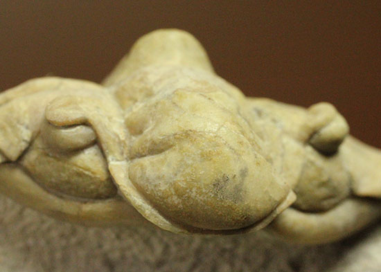三葉虫界のスーパーモデル。ロシア産三葉虫の王様パラセラウルス(Paraceraurus )(その15)