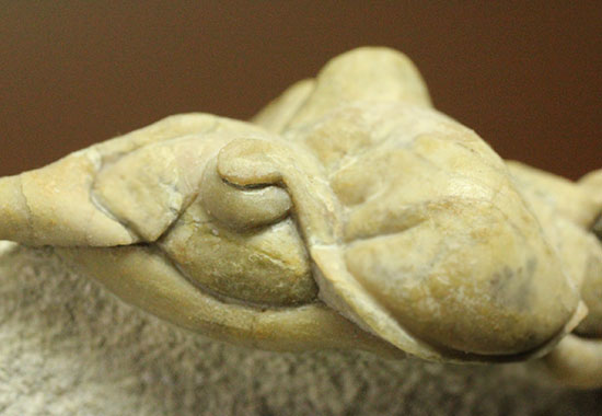 三葉虫界のスーパーモデル。ロシア産三葉虫の王様パラセラウルス(Paraceraurus )(その16)