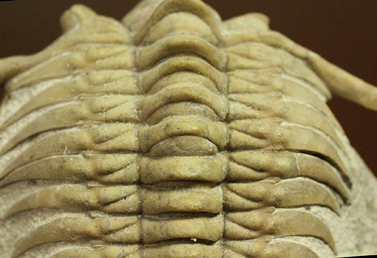 三葉虫界のスーパーモデル。ロシア産三葉虫の王様パラセラウルス(Paraceraurus )(その18)