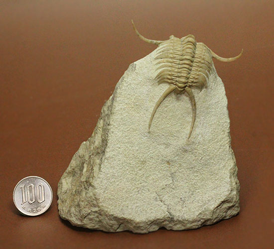 三葉虫界のスーパーモデル。ロシア産三葉虫の王様パラセラウルス(Paraceraurus )(その20)