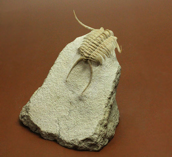 三葉虫界のスーパーモデル。ロシア産三葉虫の王様パラセラウルス(Paraceraurus )（その3）