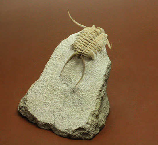 三葉虫界のスーパーモデル。ロシア産三葉虫の王様パラセラウルス(Paraceraurus )(その3)
