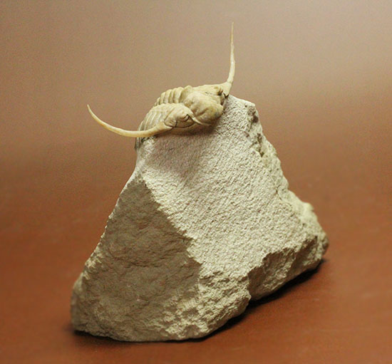 三葉虫界のスーパーモデル。ロシア産三葉虫の王様パラセラウルス(Paraceraurus )(その4)