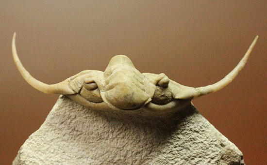 三葉虫界のスーパーモデル。ロシア産三葉虫の王様パラセラウルス(Paraceraurus )(その5)