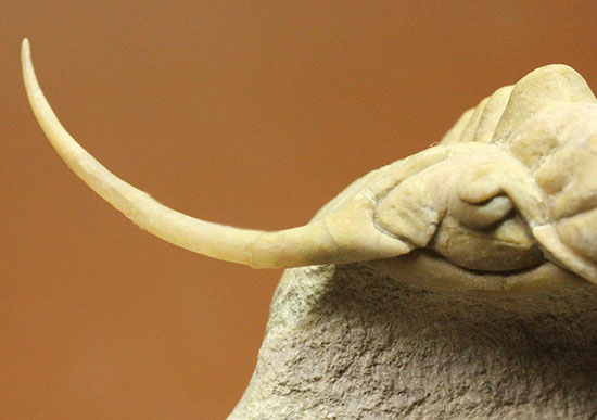 三葉虫界のスーパーモデル。ロシア産三葉虫の王様パラセラウルス(Paraceraurus )（その6）
