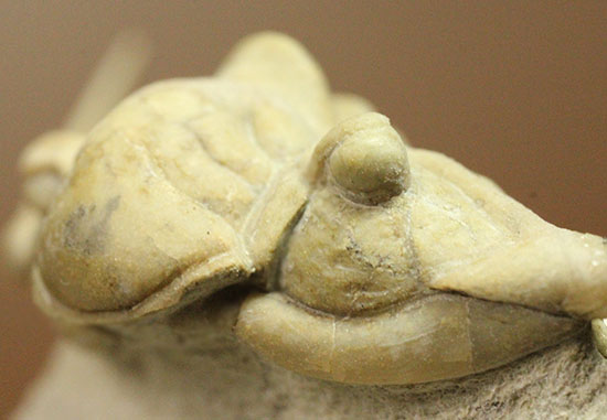 三葉虫界のスーパーモデル。ロシア産三葉虫の王様パラセラウルス(Paraceraurus )(その7)