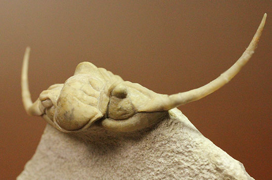 三葉虫界のスーパーモデル。ロシア産三葉虫の王様パラセラウルス(Paraceraurus )（その8）