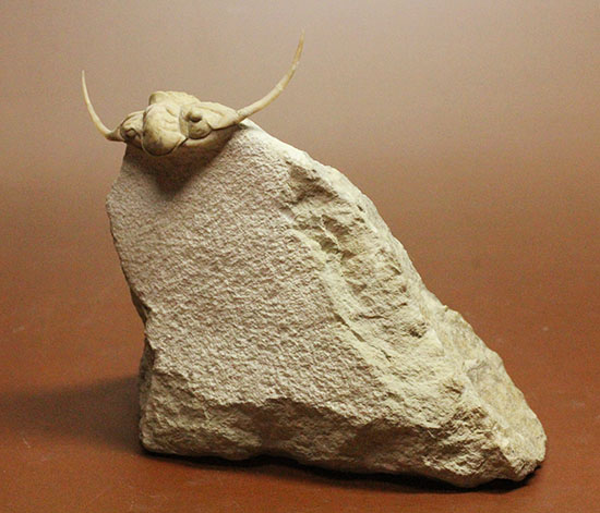 三葉虫界のスーパーモデル。ロシア産三葉虫の王様パラセラウルス(Paraceraurus )(その9)