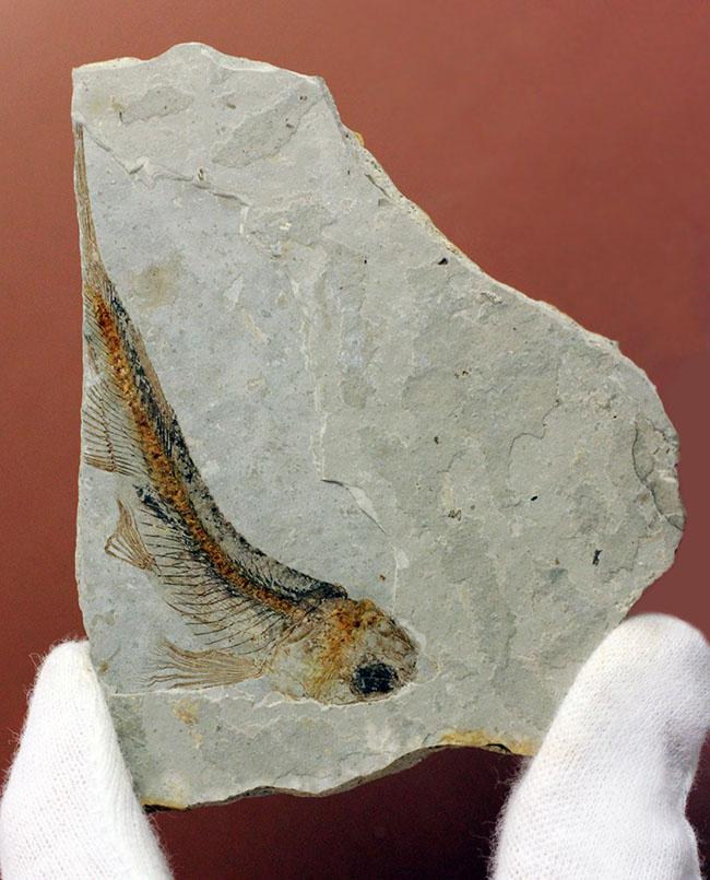 小骨まで保存された白亜紀の絶滅古代魚、リコプテラ(Lycoptera sp.)の化石(その1)