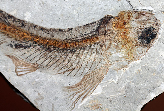 小骨まで保存された白亜紀の絶滅古代魚、リコプテラ(Lycoptera sp.)の化石(その2)