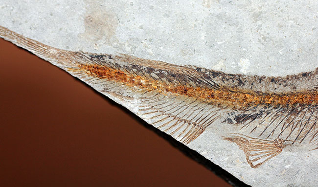 小骨まで保存された白亜紀の絶滅古代魚、リコプテラ(Lycoptera sp.)の化石(その3)