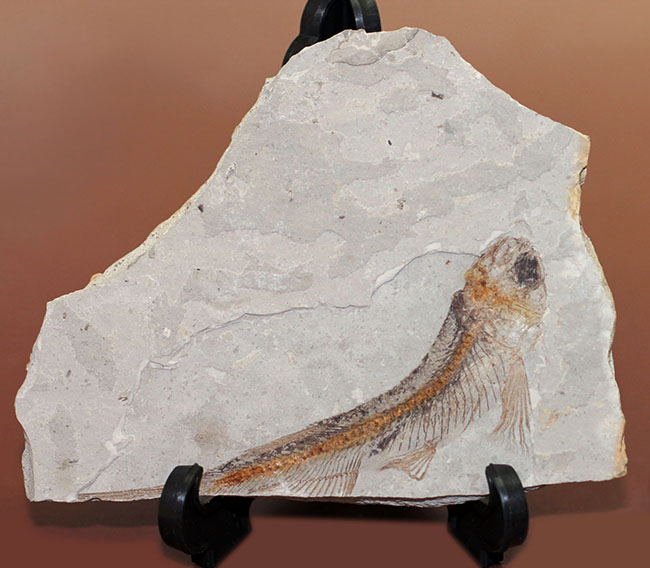 小骨まで保存された白亜紀の絶滅古代魚、リコプテラ（Lycoptera sp.）の化石（その4）