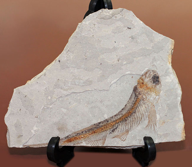 小骨まで保存された白亜紀の絶滅古代魚、リコプテラ(Lycoptera sp.)の化石(その4)